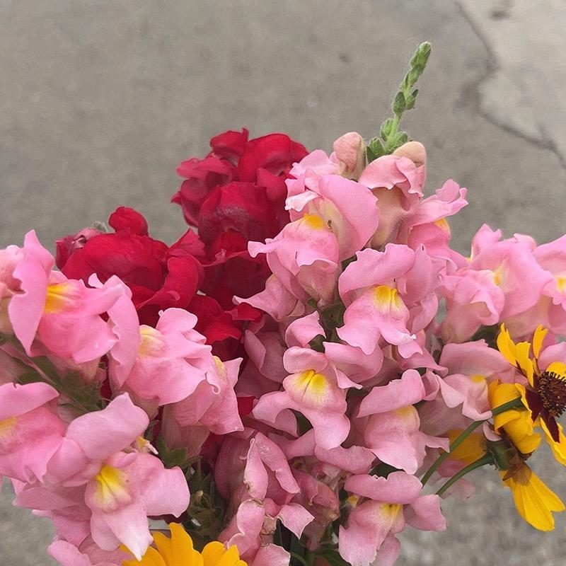 ☘️☘️☘️☘️