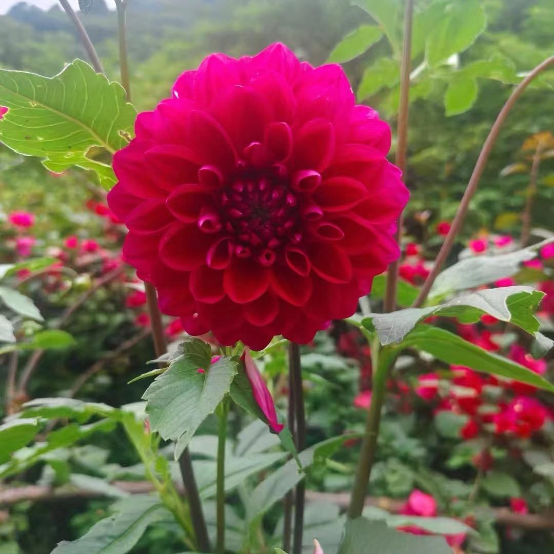 朵三秒