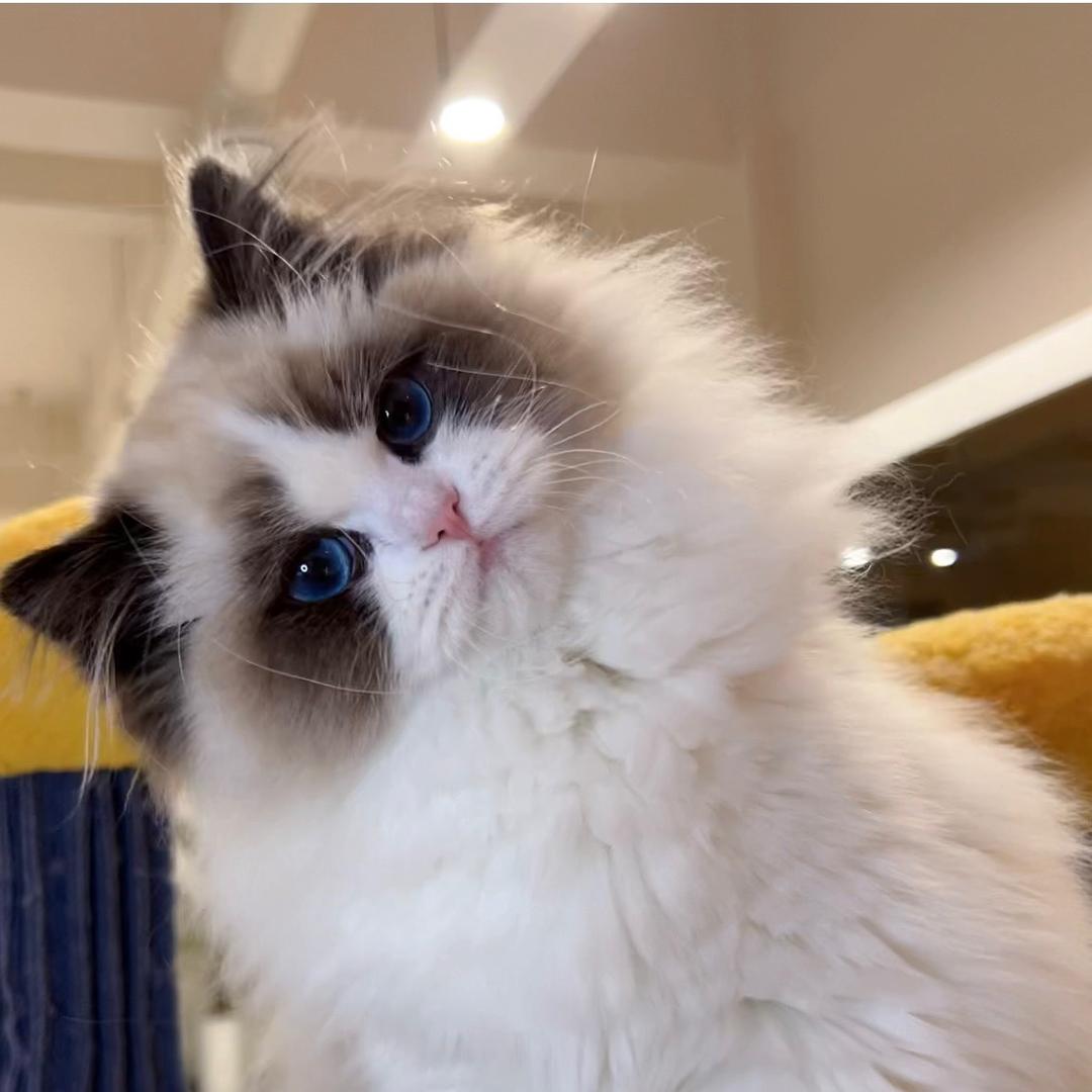 榴莲布偶猫