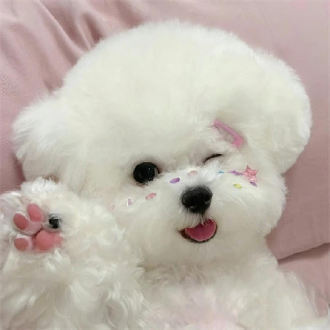 珈恩宠物服饰