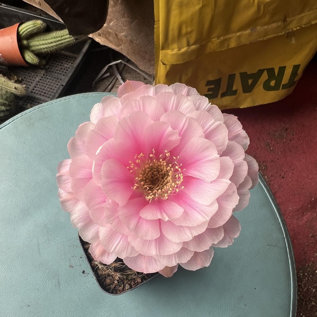 德维园艺