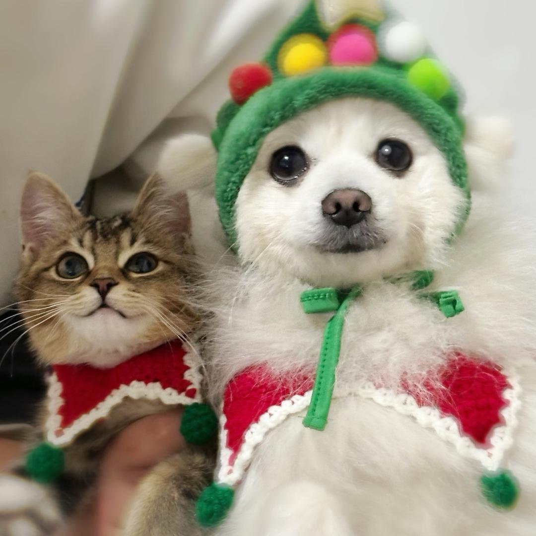 宠物🐈‍⬛用品（工厂直发）