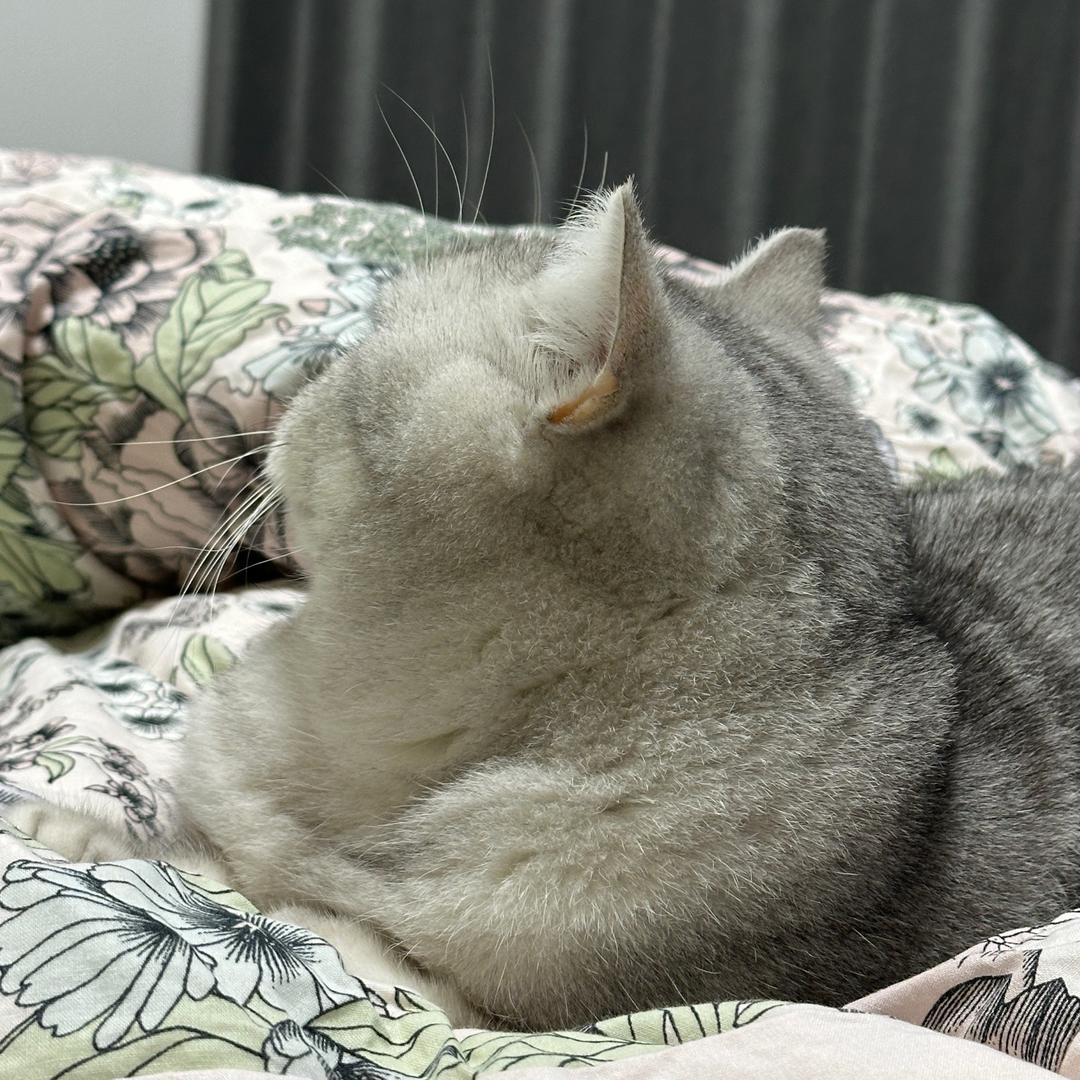 小猪咪33