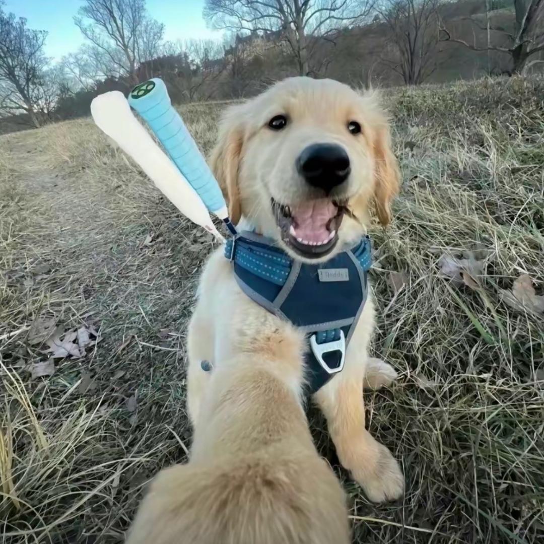 孤独的大肠