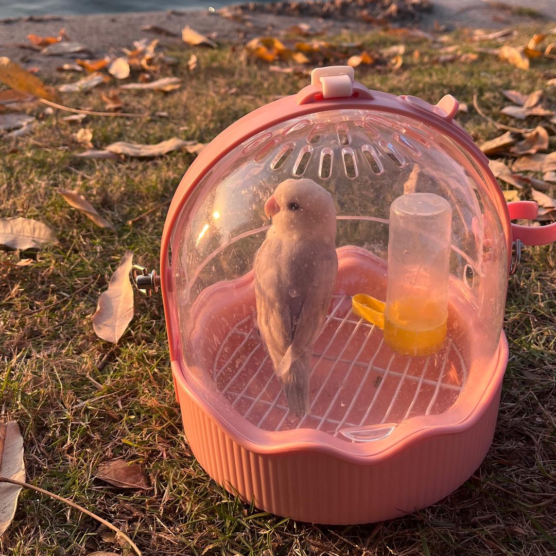 钵钵鸡鹦鹉萌宠