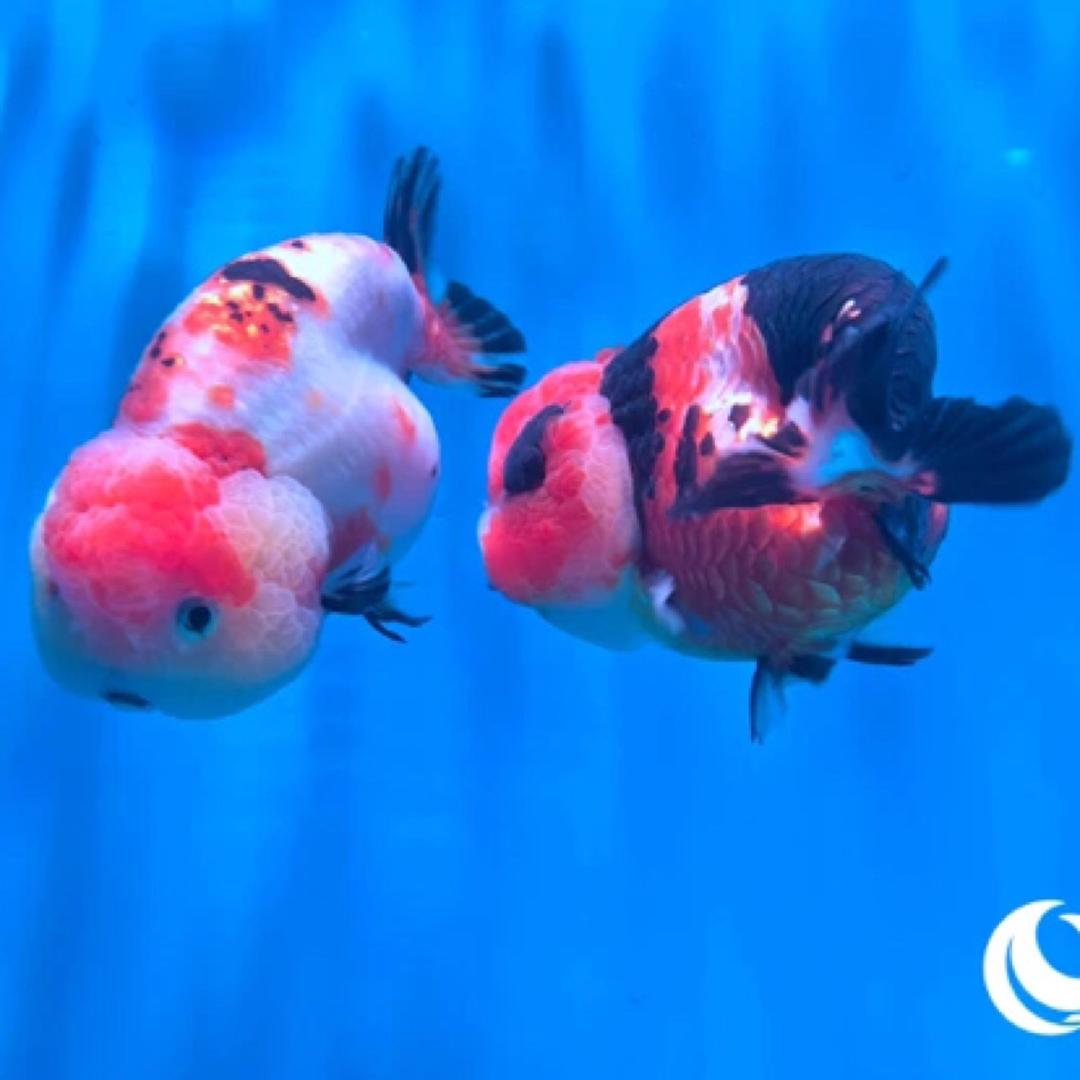 福州阿文观赏鱼