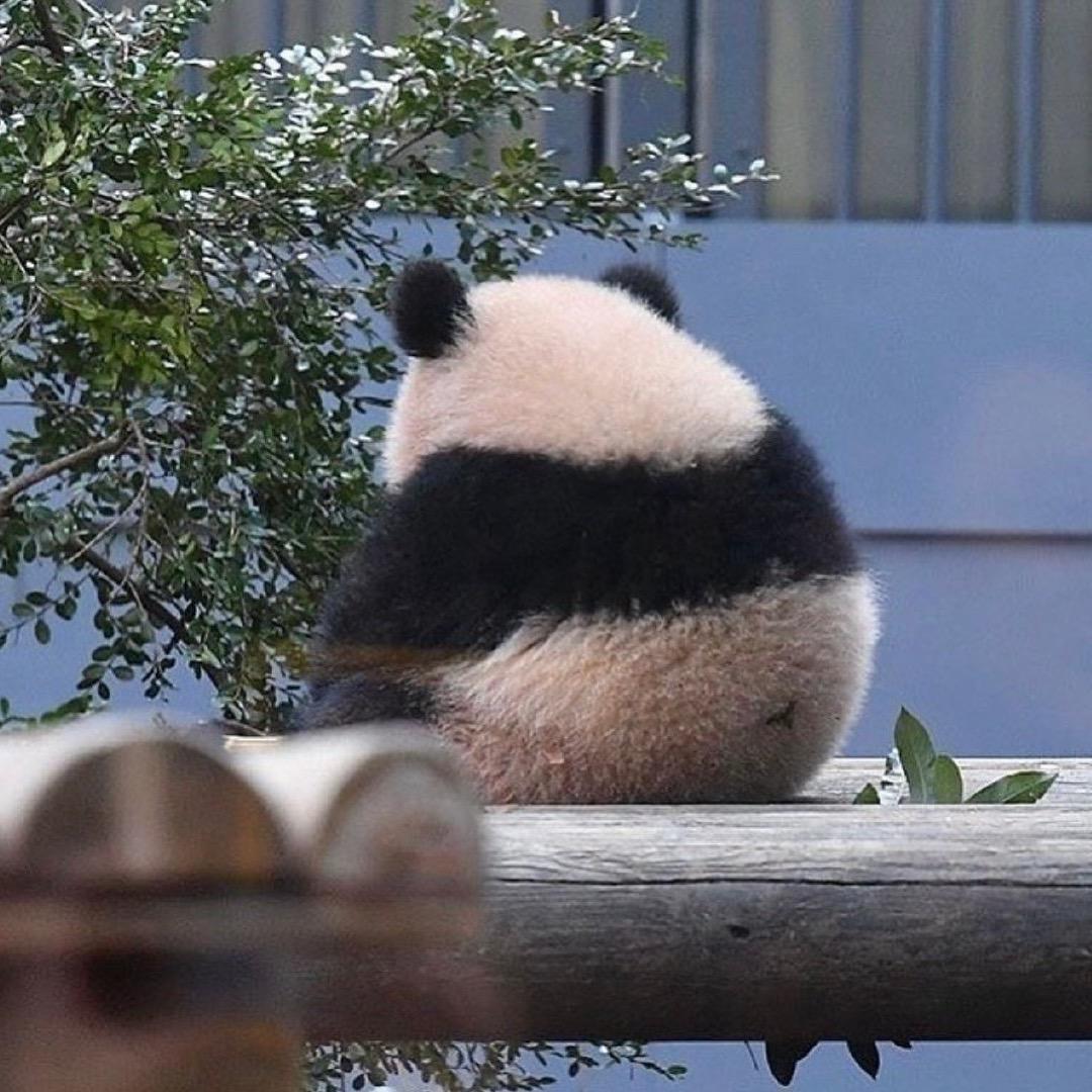 peirm头像