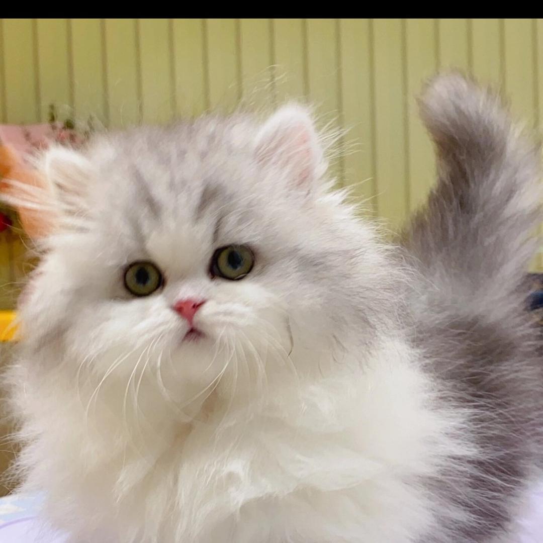 达州波哥家的猫崽儿