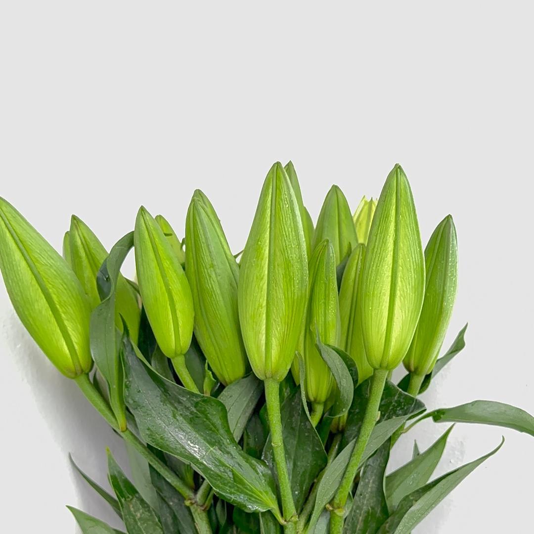斗南花批