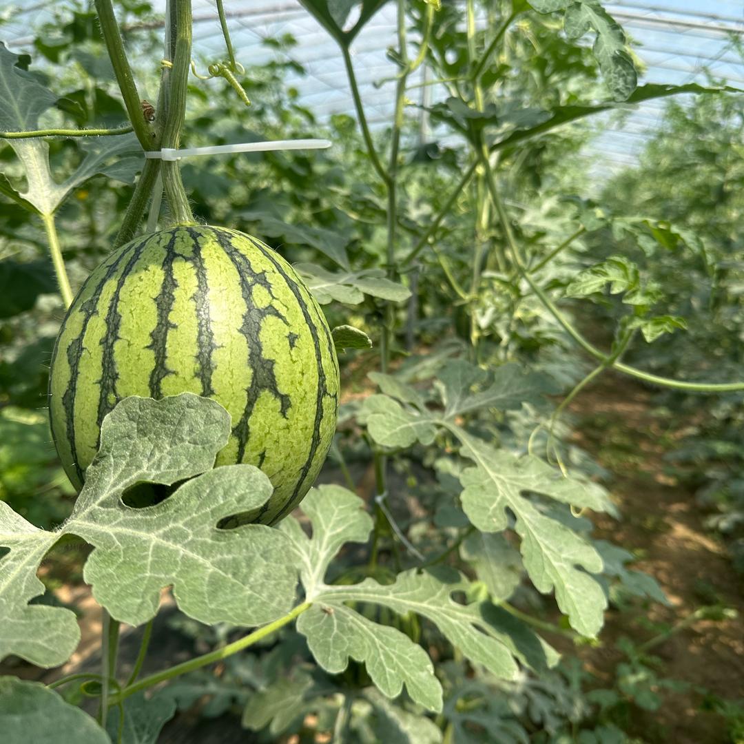 张天的瓜瓜乐店