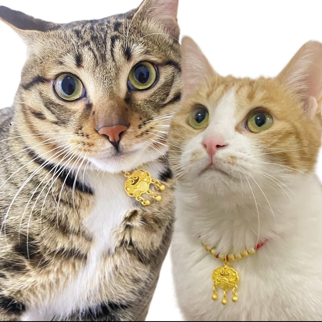 媛媛和她的猫
