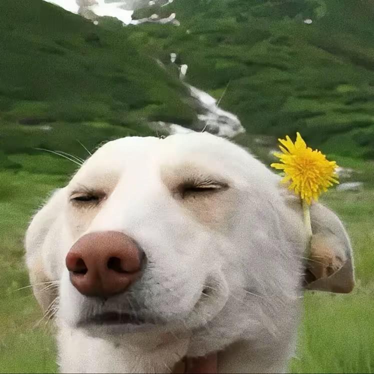 猪大宝