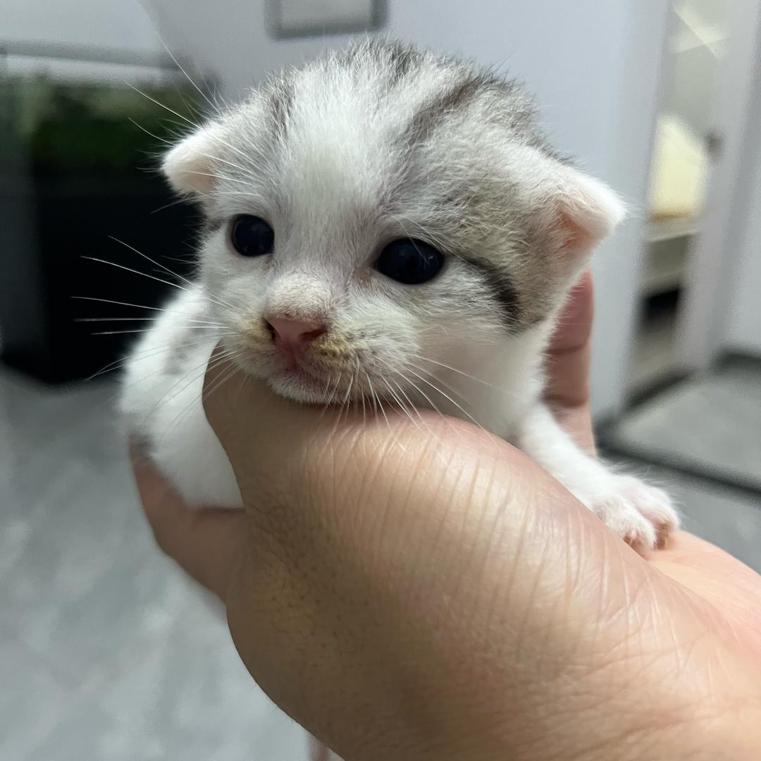 猫七