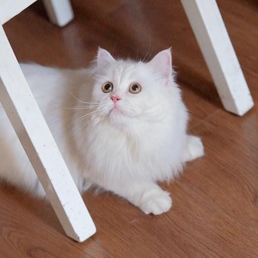 大尾巴的肥雪条🐱