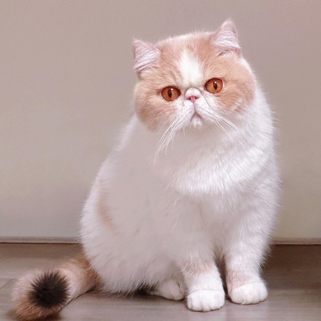 大萌主