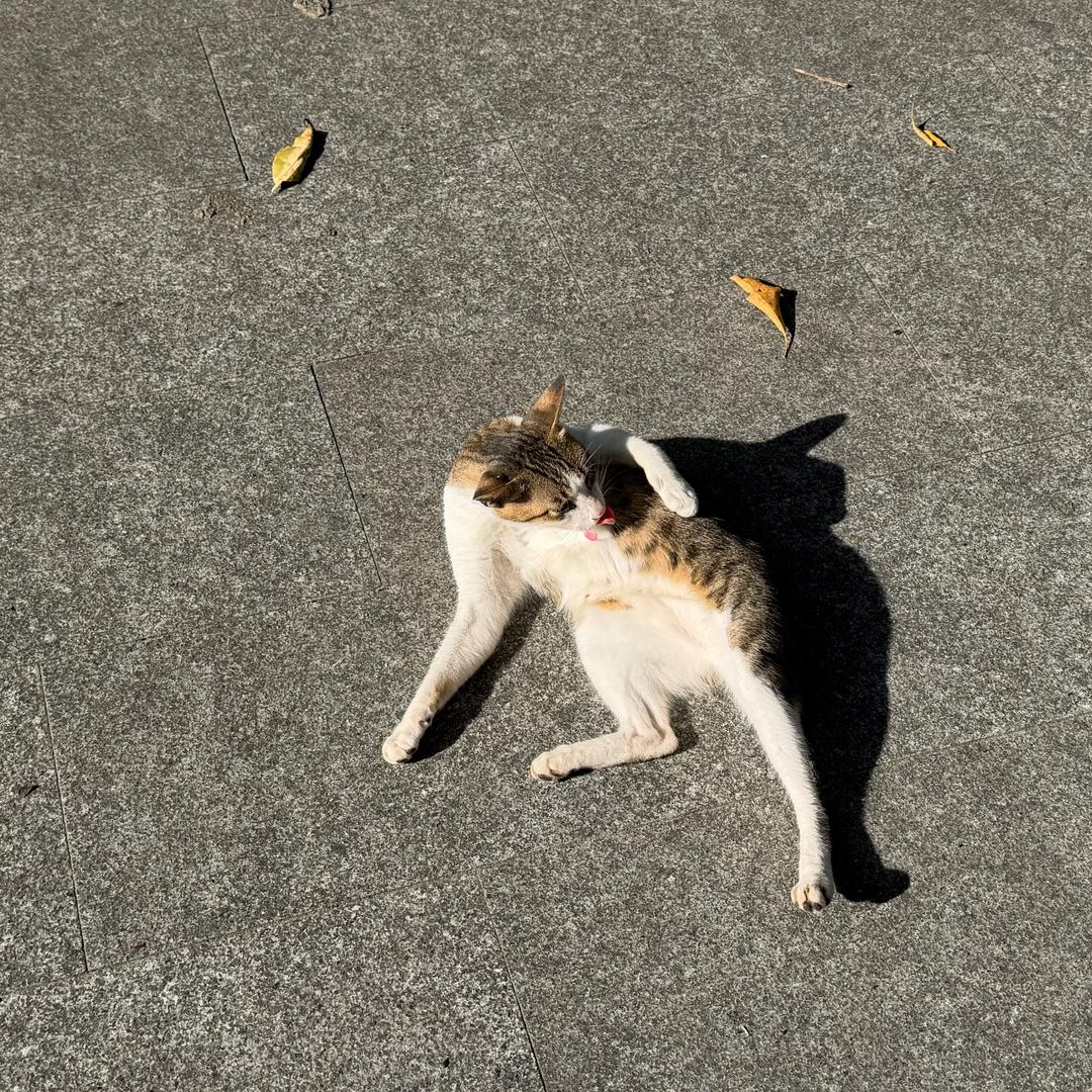 阿卤