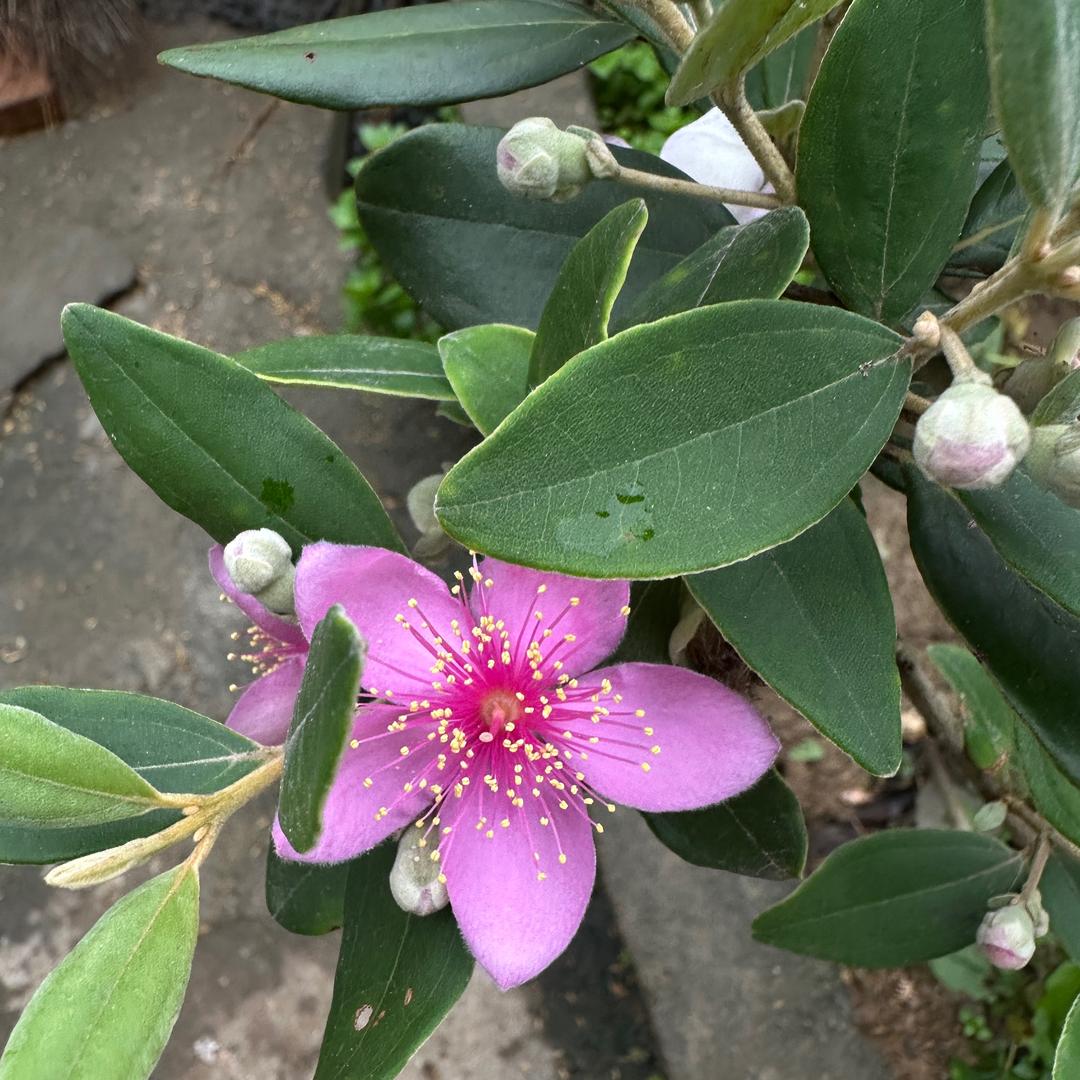 惠阳
