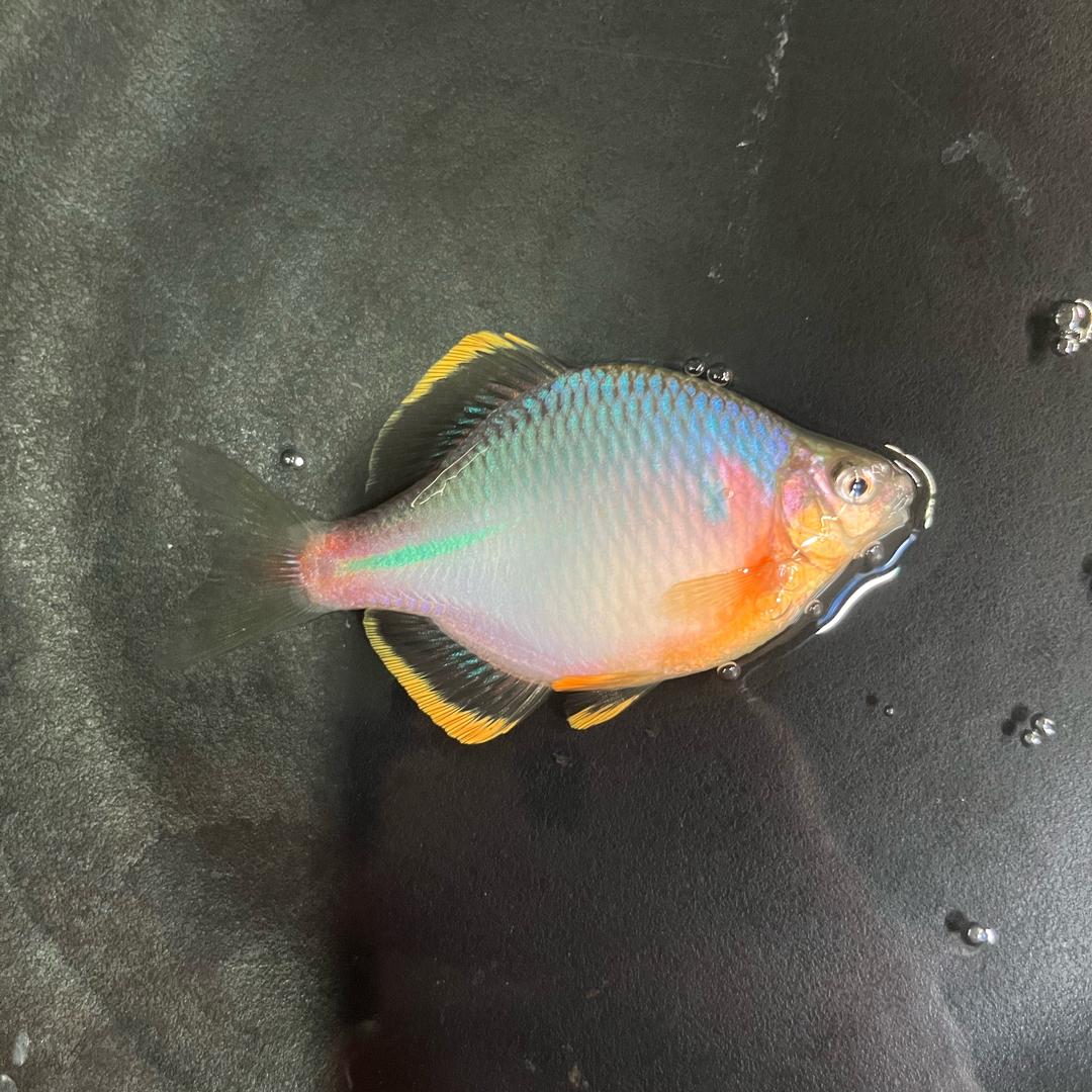老陈原生鱼