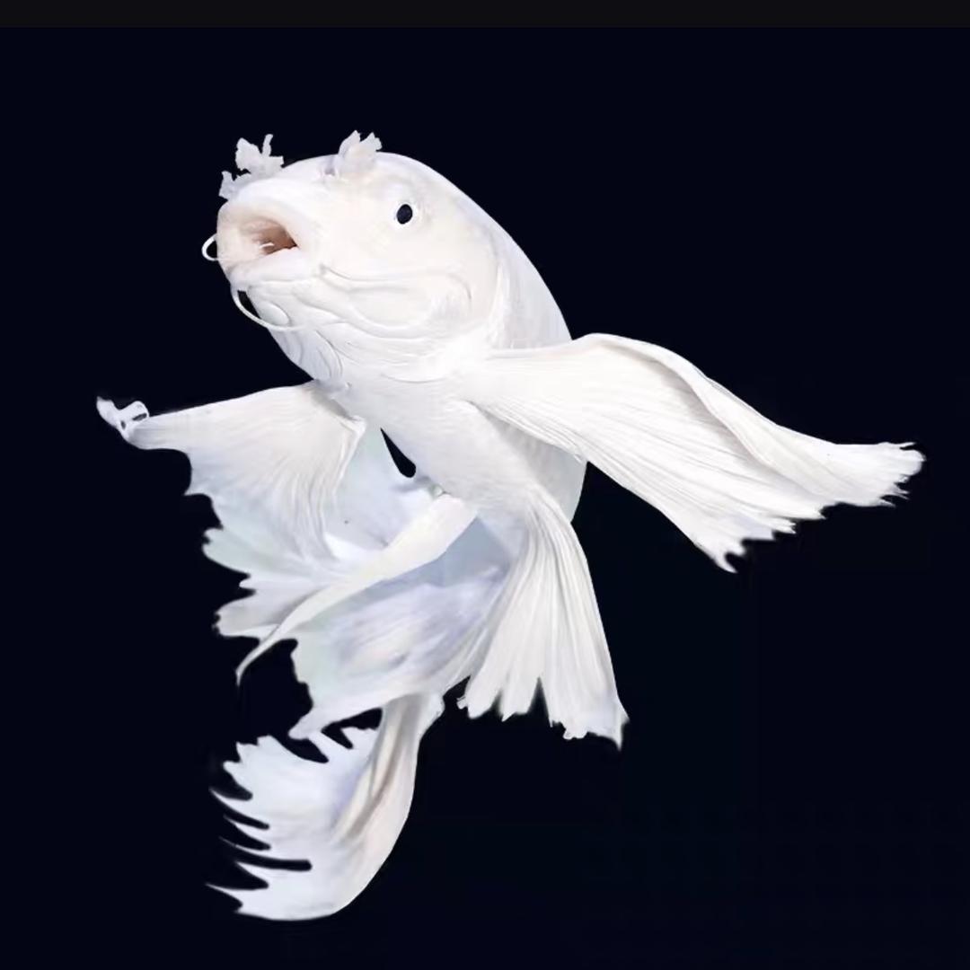 精品兰寿外塘养殖基地