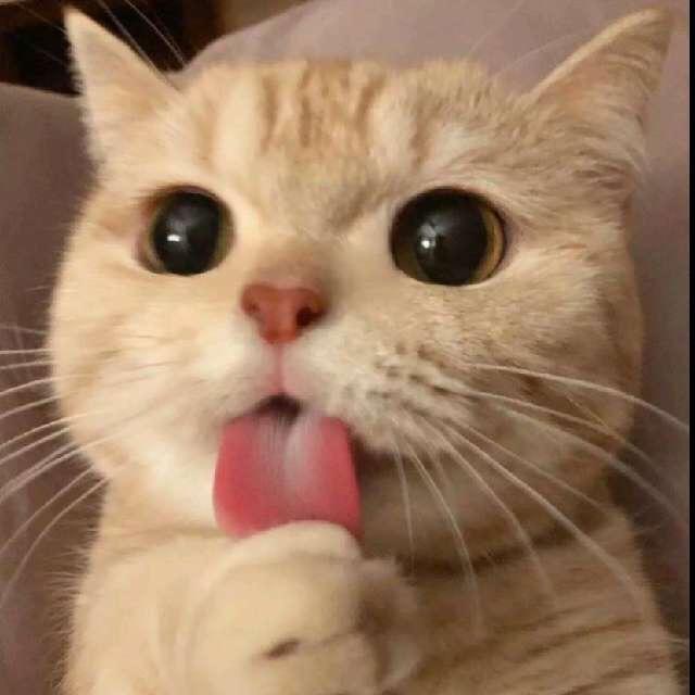 九命猫
