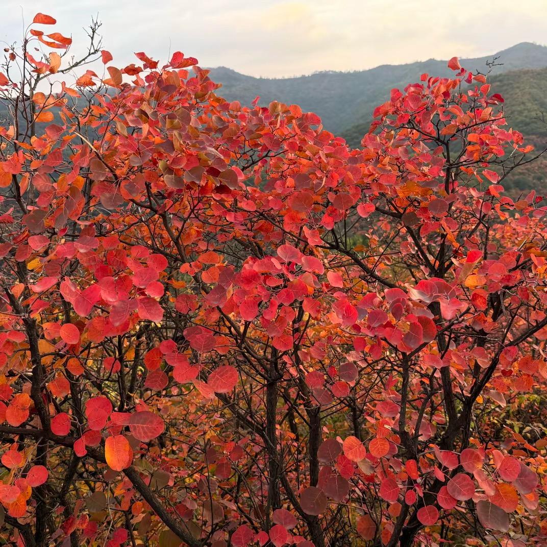 红叶🍁