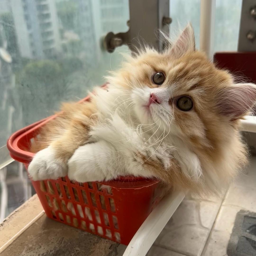 福崽的朋友圈