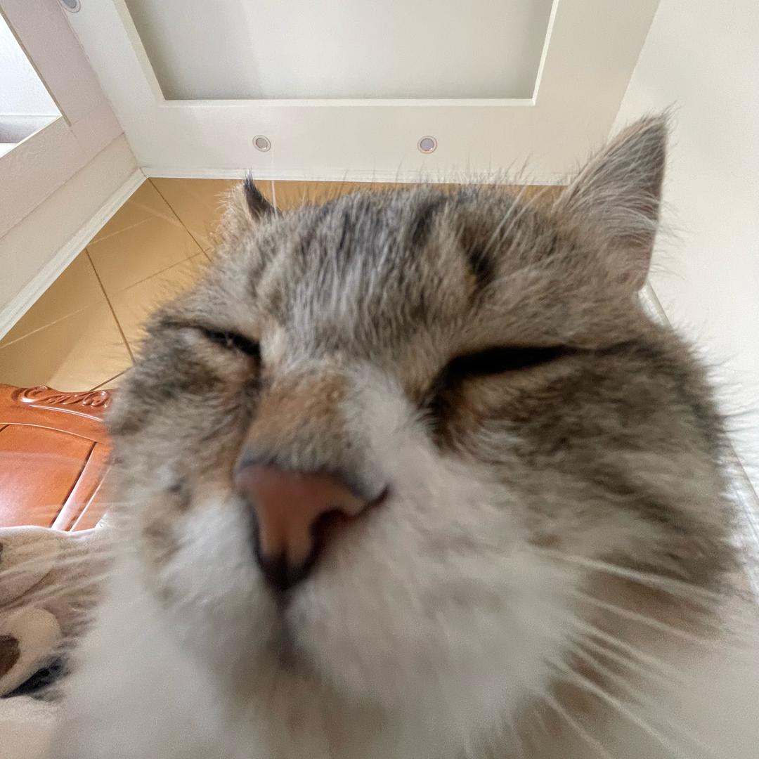 芒果年