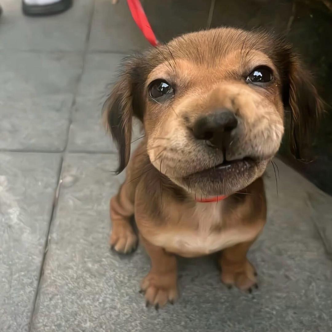 Cc..