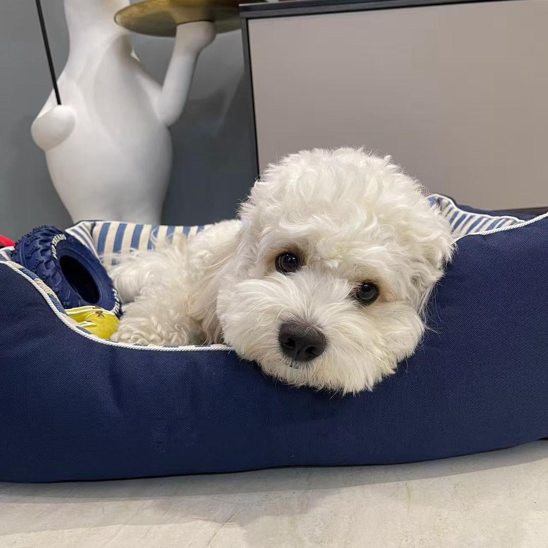 上海宠越君宠物优品小铺毛豆直播号