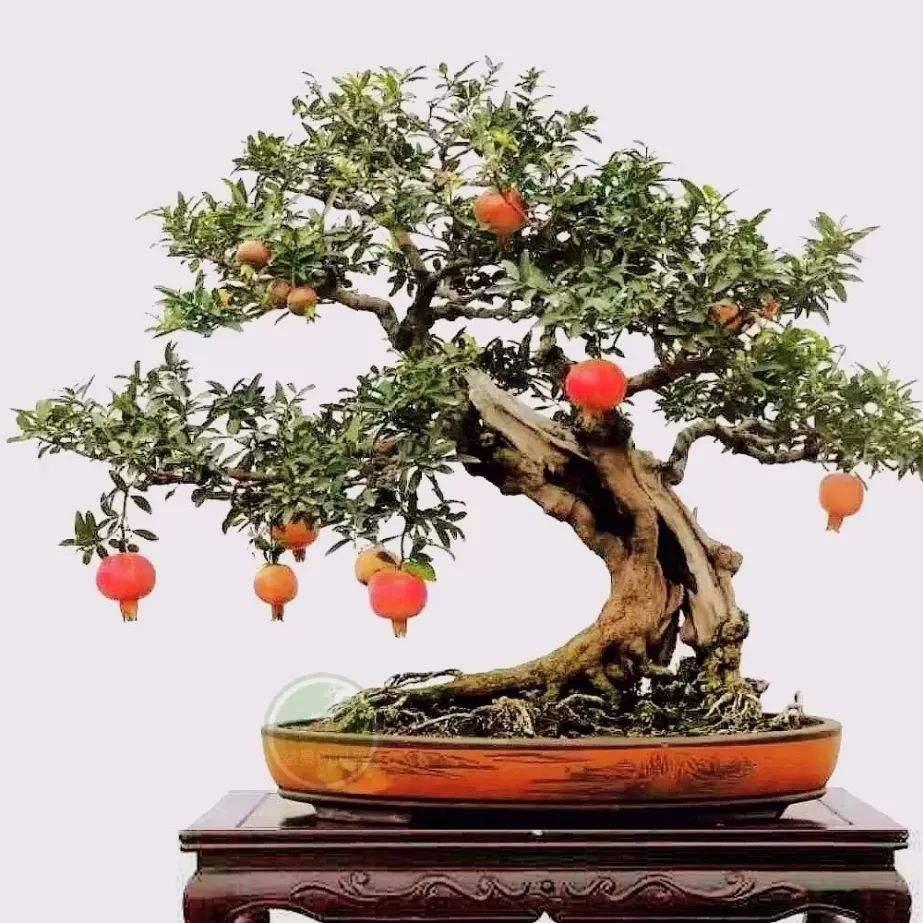 百鸣石榴盆景
