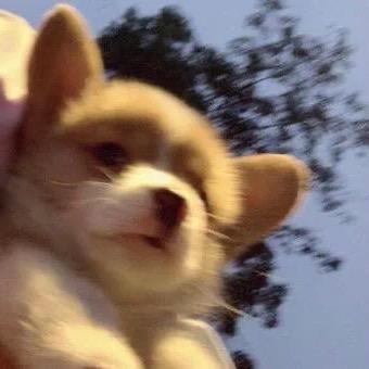 加肥猫要减肥