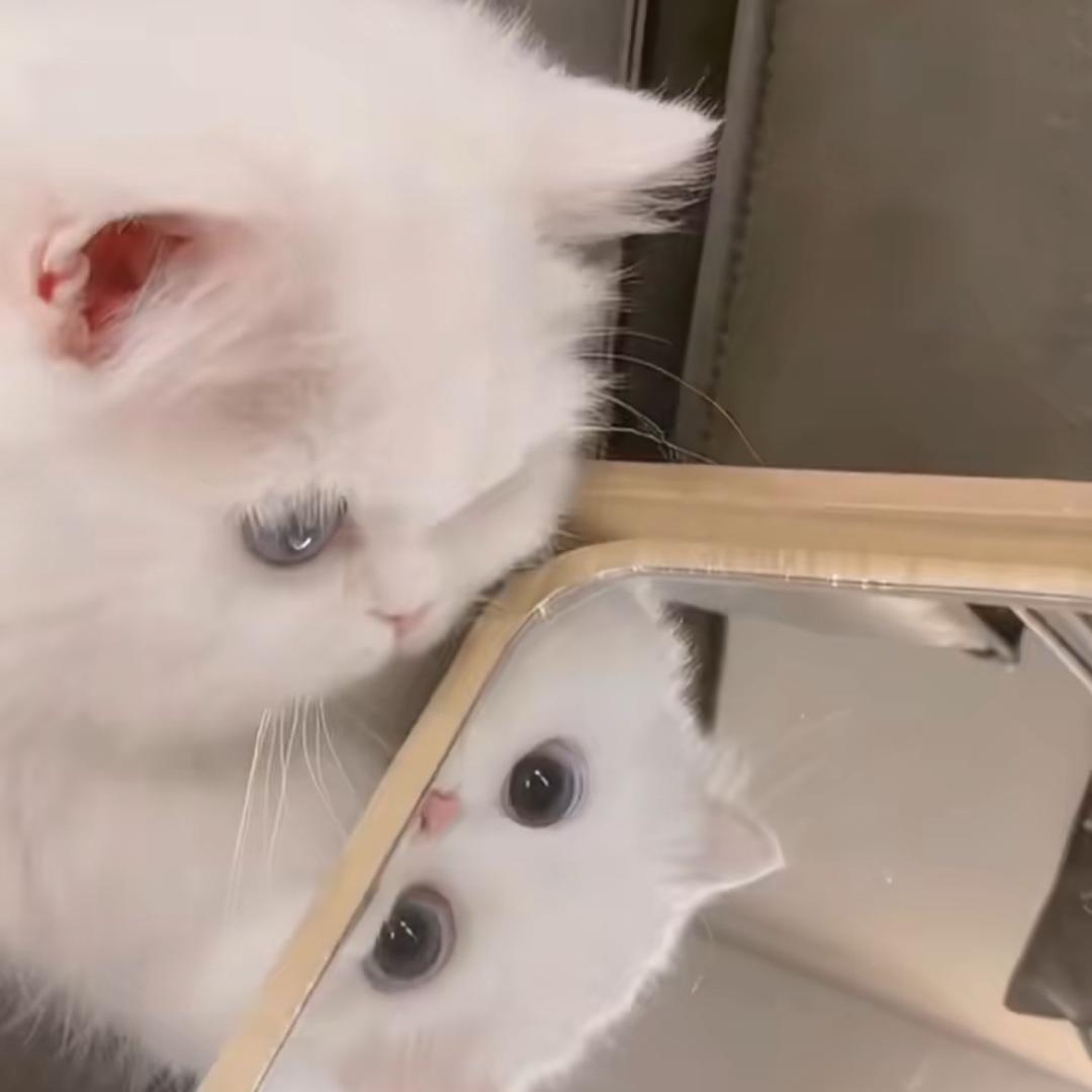 小小猫