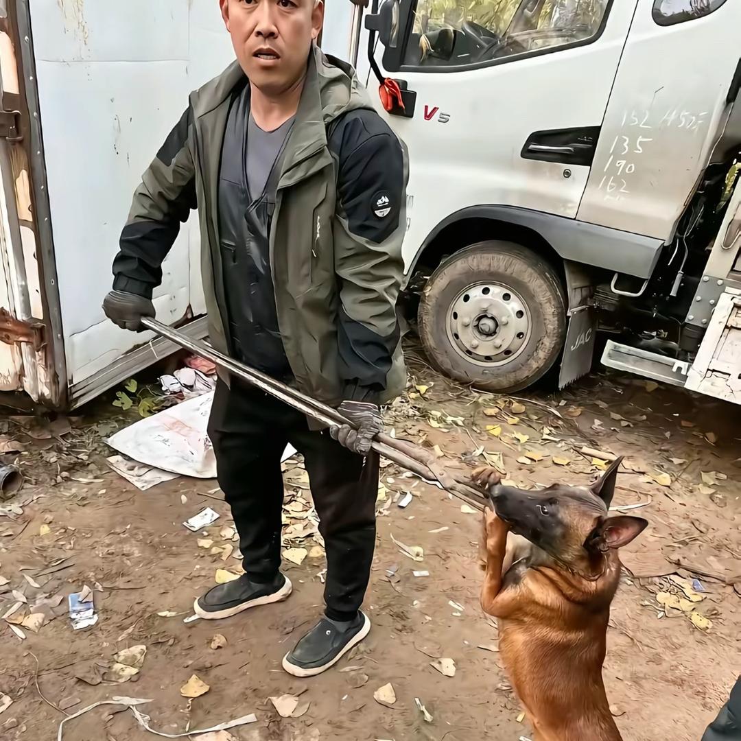 A专业套狗、