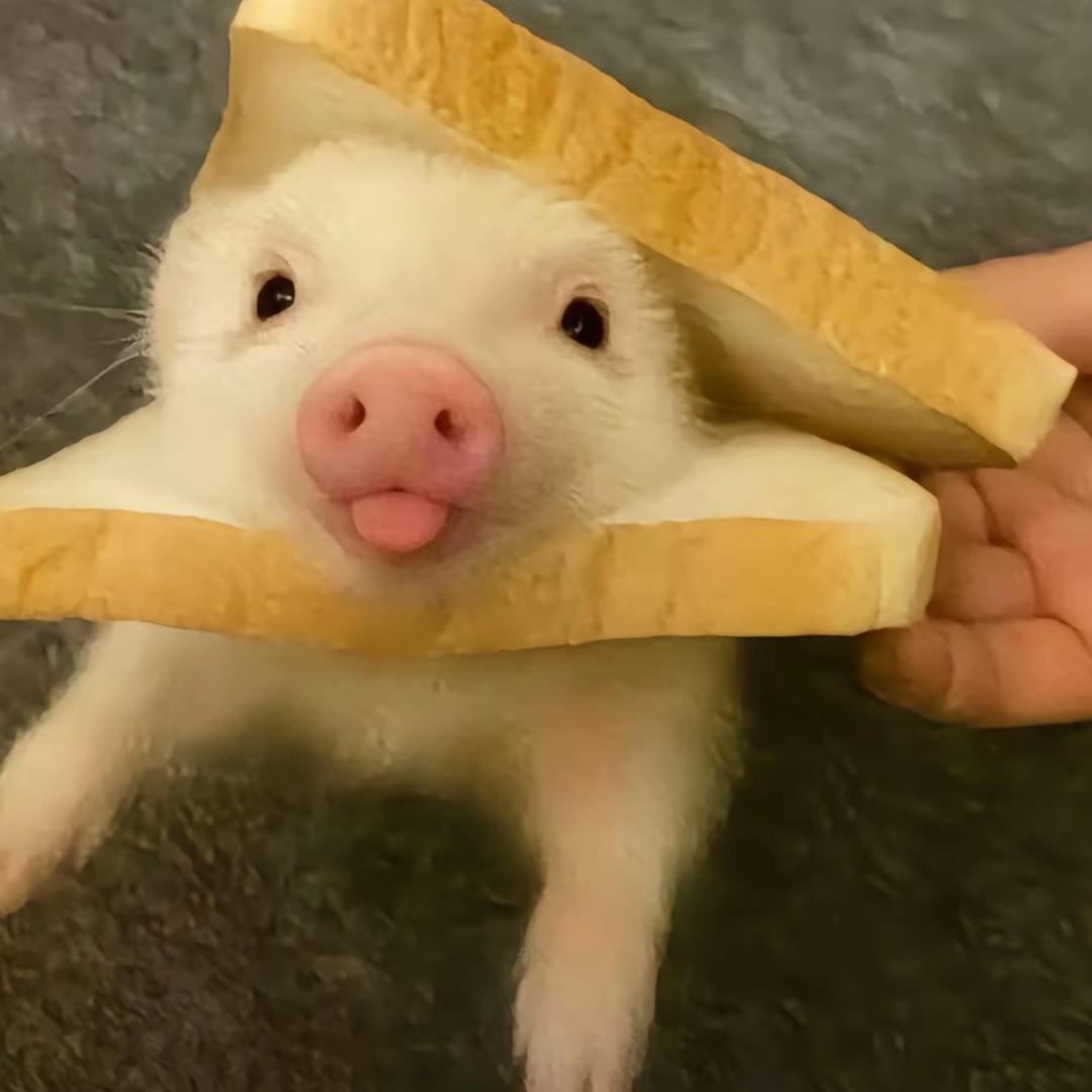 蛋卷卷