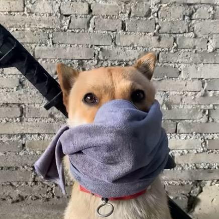 一个不知明的臭吊丝