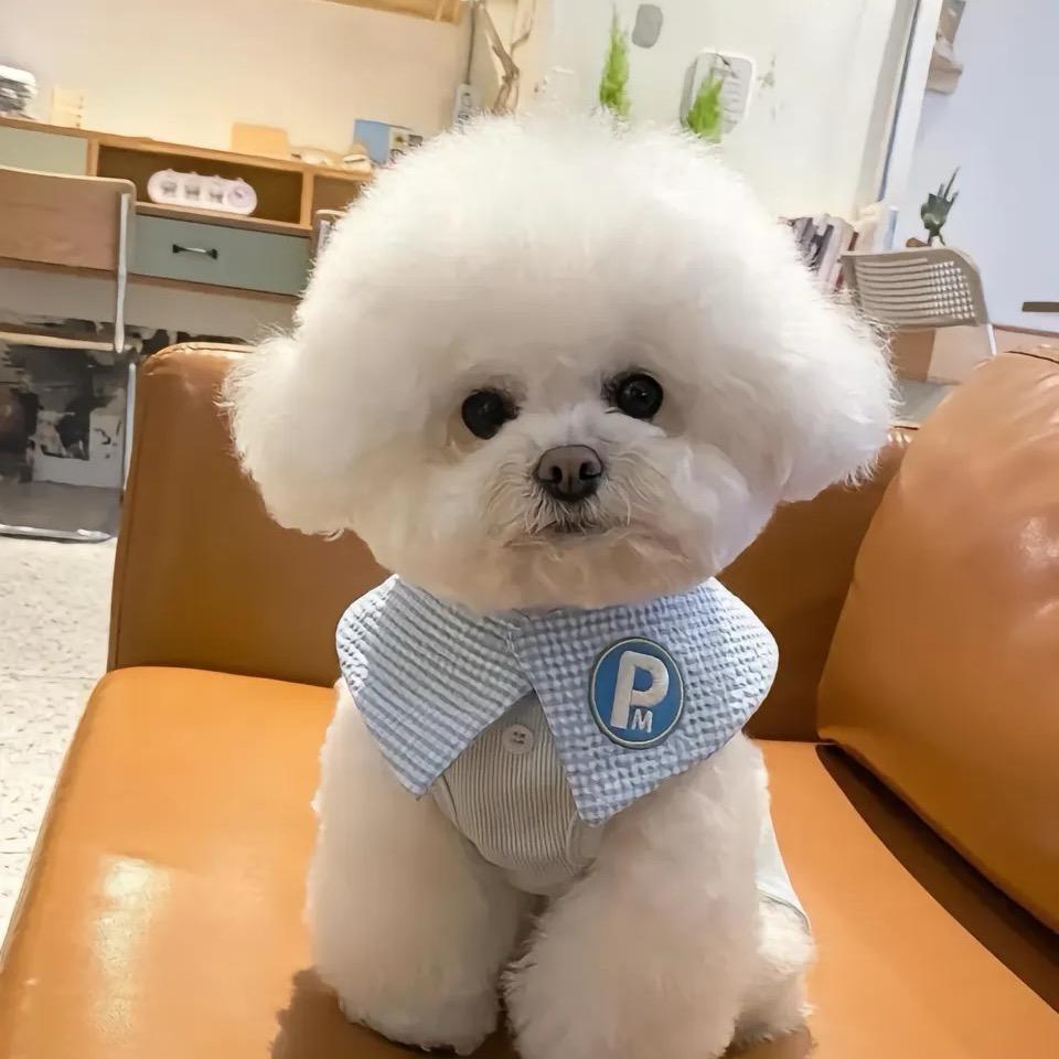 洛阳萌宠 娜娜