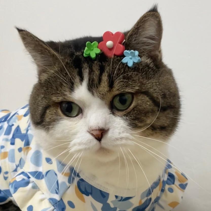 狗屁日记