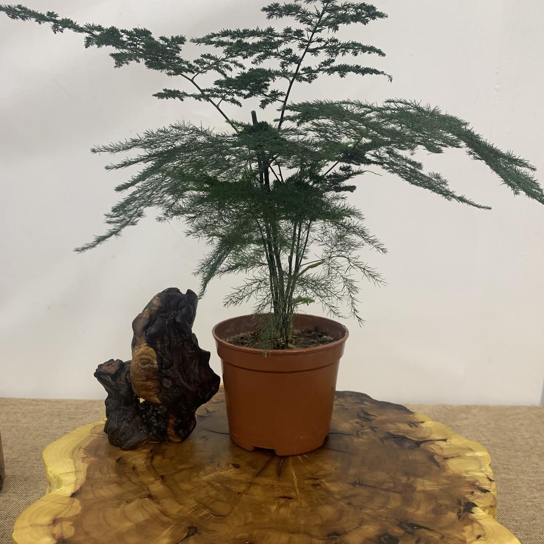 小师妹～雷击木甄选