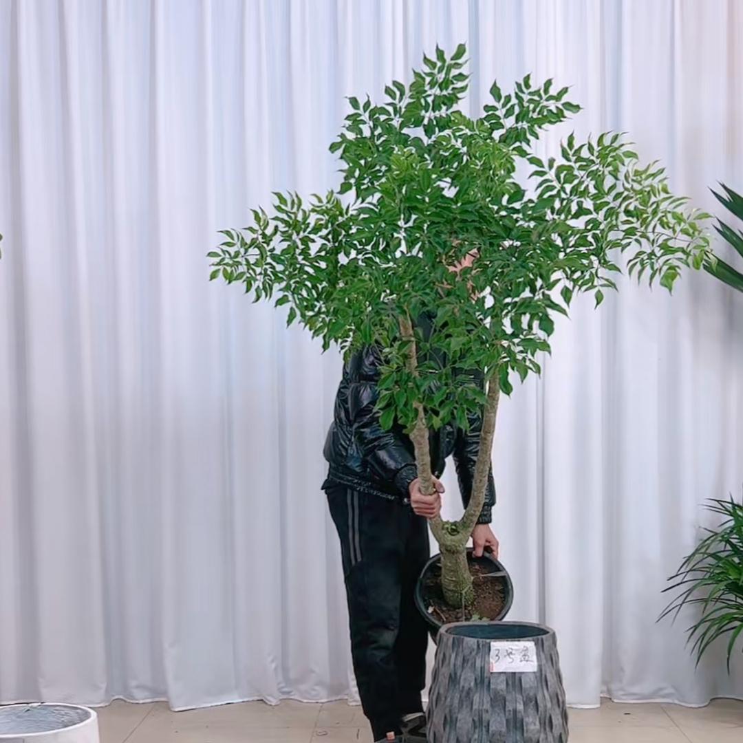 化妆美容