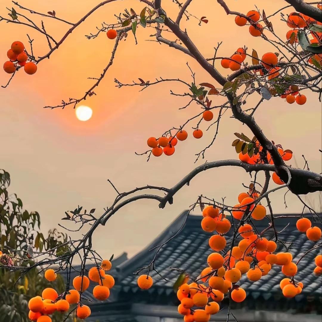 巧克力