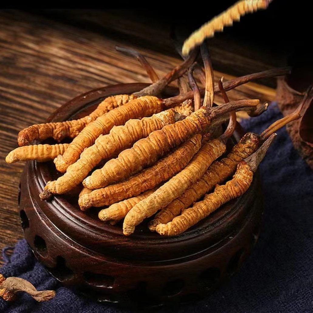 藏御堂冬虫夏草