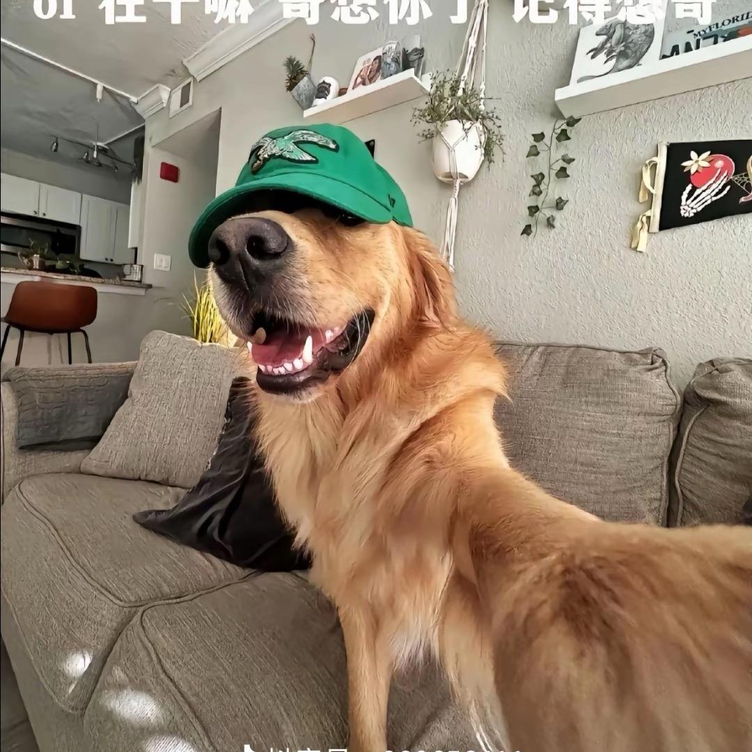 随便                🪳