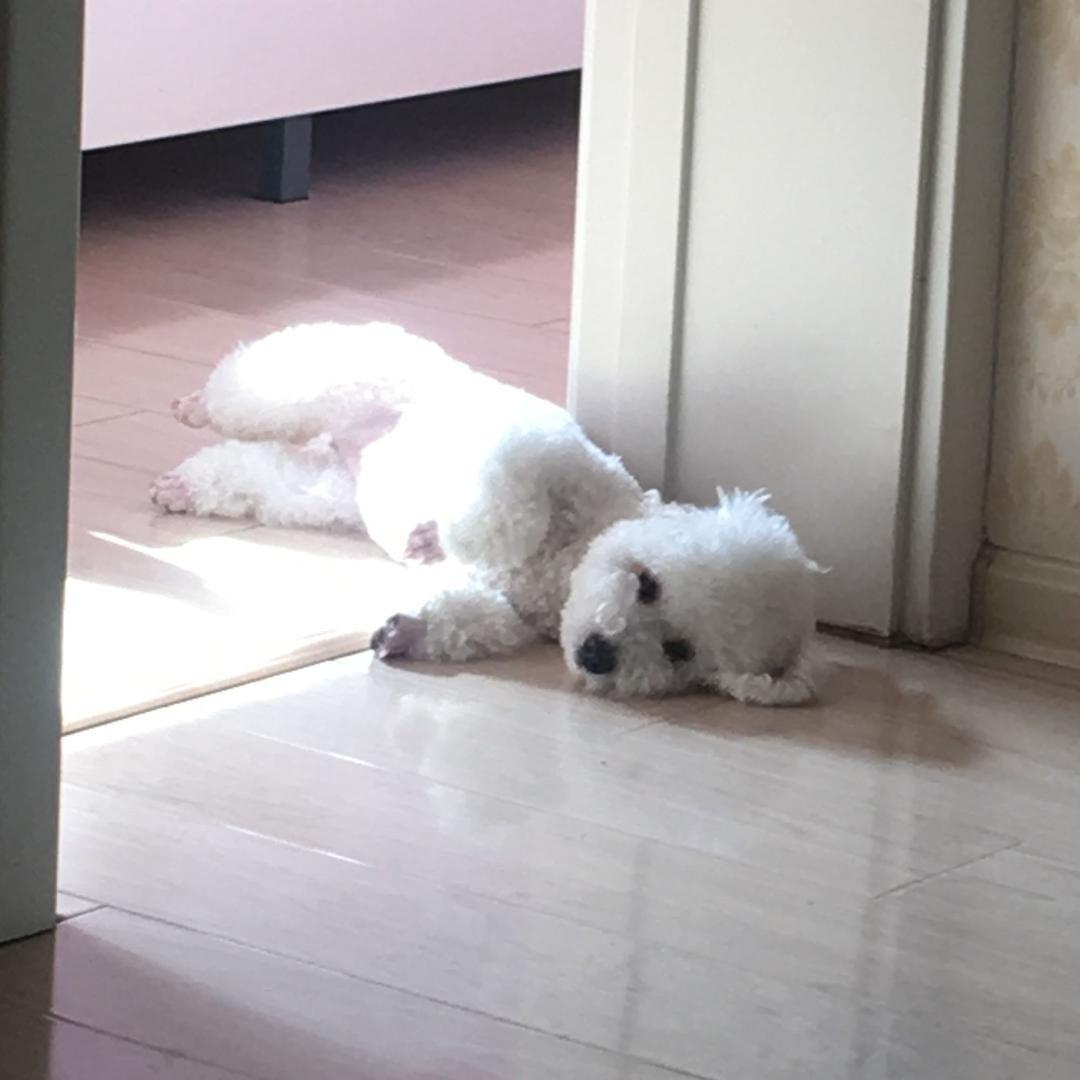 老牛