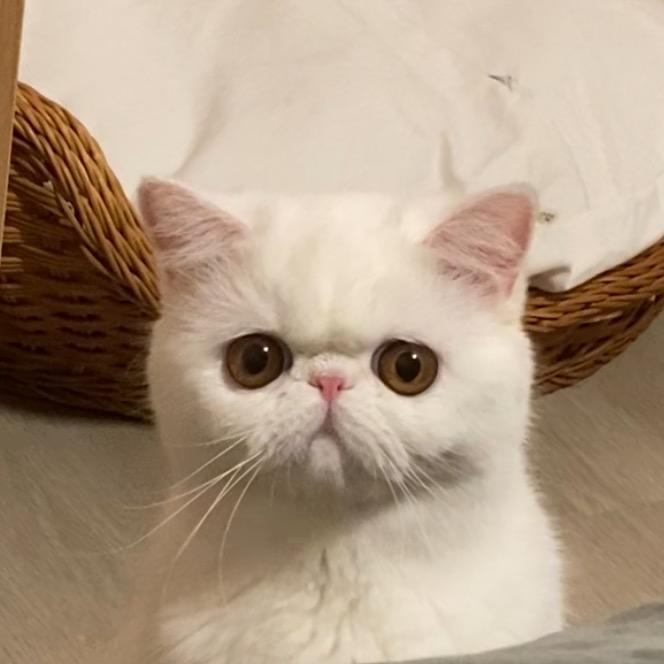 鱼富贵