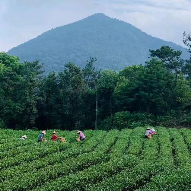 富贵茶庄（礼盒批发零售）