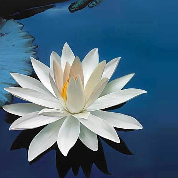 心莲若禅头像