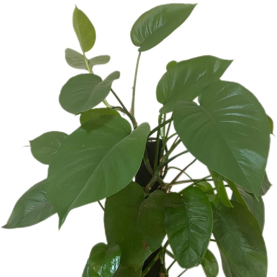 欧亚·千珊文化会展-小鑫