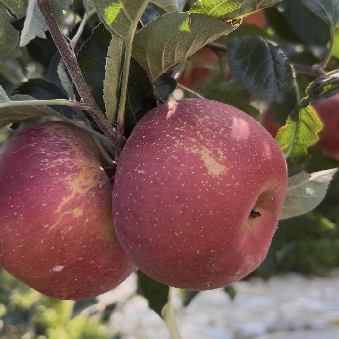水果鲜管家农产