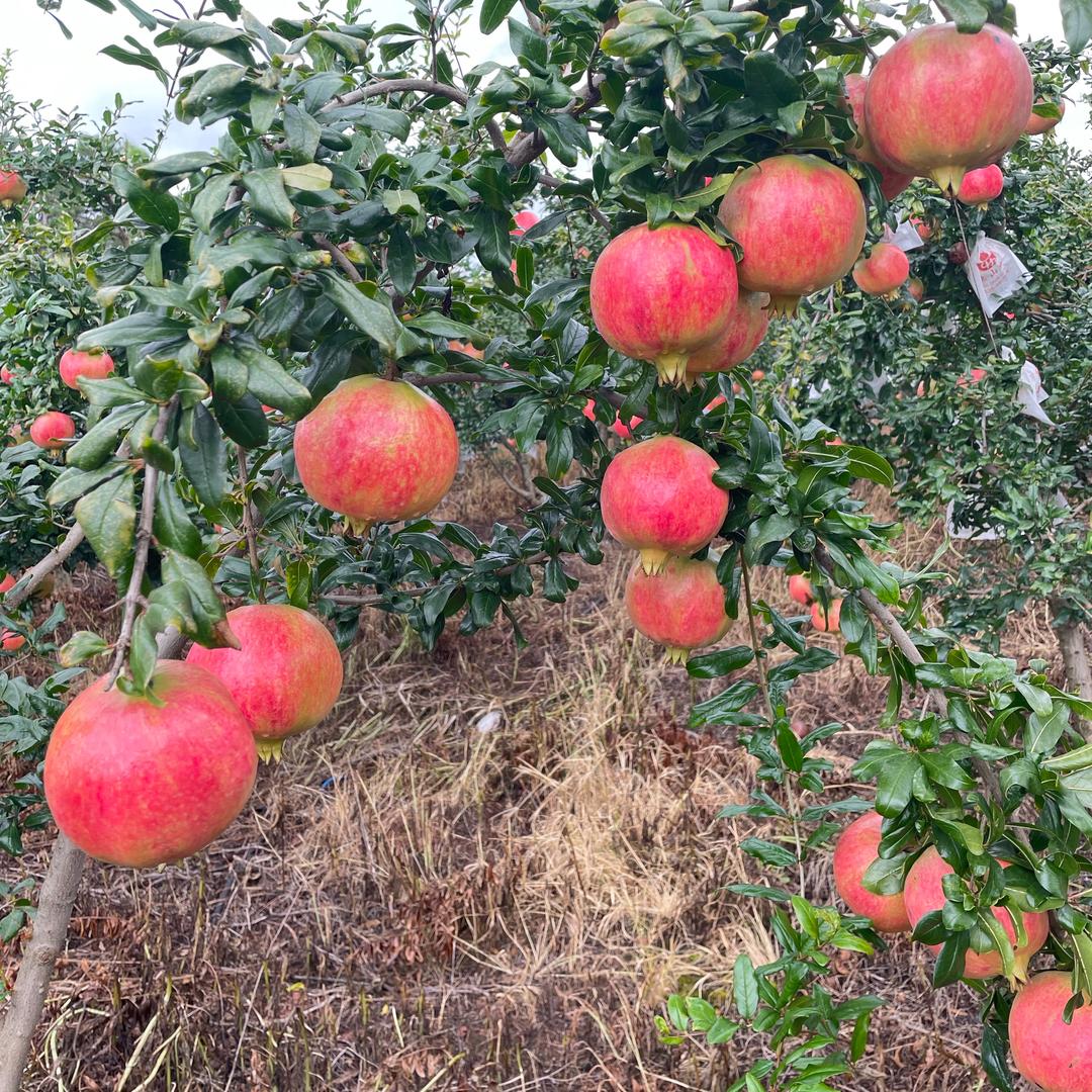 小陈鲜生