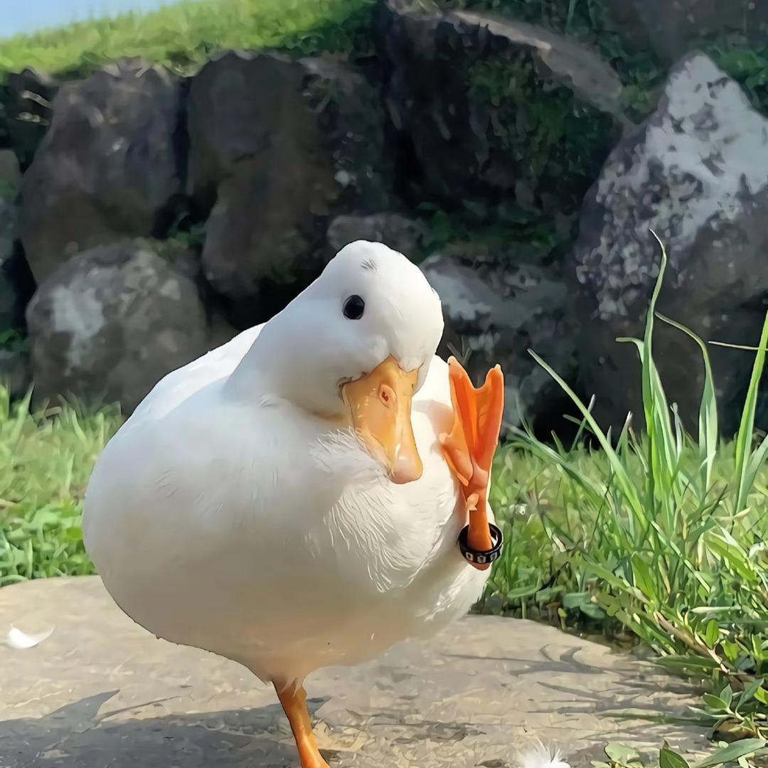 小胡鸭